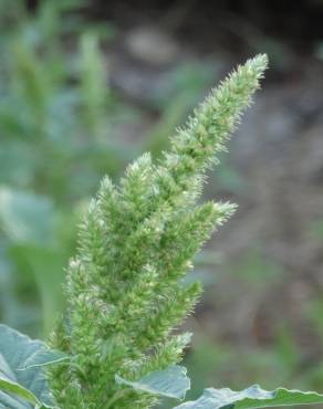 Fotografia 11 da espécie Amaranthus hybridus no Jardim Botânico UTAD