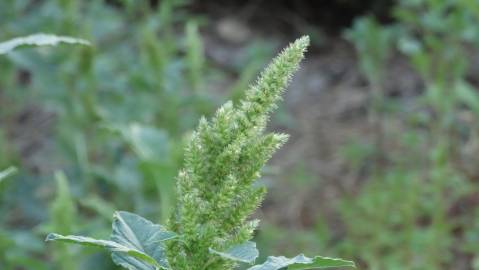 Fotografia da espécie Amaranthus hybridus