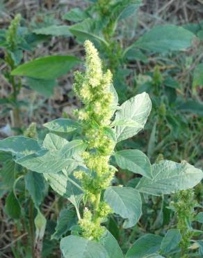 Fotografia 12 da espécie Amaranthus hybridus no Jardim Botânico UTAD