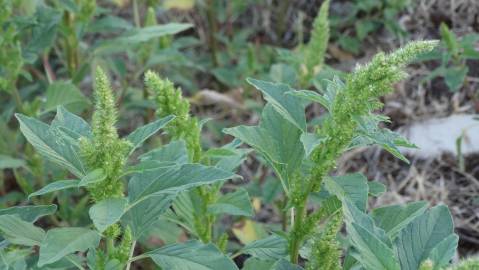 Fotografia da espécie Amaranthus hybridus