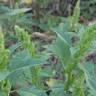 Fotografia 13 da espécie Amaranthus hybridus do Jardim Botânico UTAD