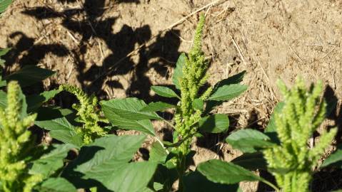 Fotografia da espécie Amaranthus hybridus