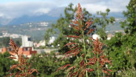 Fotografia da espécie Sorghum halepense