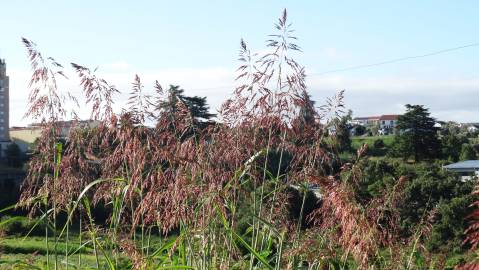 Fotografia da espécie Sorghum halepense