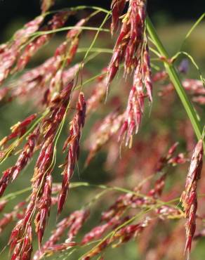 Fotografia 15 da espécie Sorghum halepense no Jardim Botânico UTAD