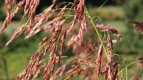 Fotografia da espécie Sorghum halepense