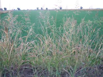 Fotografia da espécie Sorghum halepense