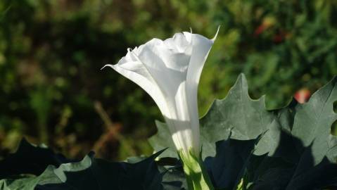 Fotografia da espécie Datura stramonium