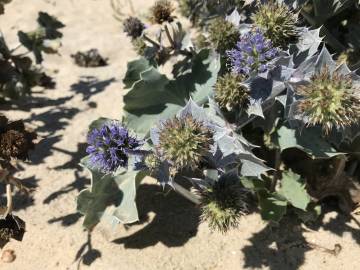 Fotografia da espécie Eryngium maritimum