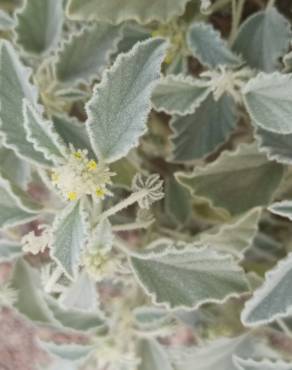 Fotografia 5 da espécie Chrozophora tinctoria no Jardim Botânico UTAD