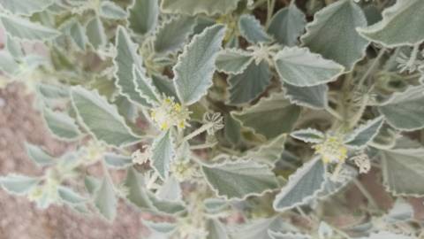 Fotografia da espécie Chrozophora tinctoria