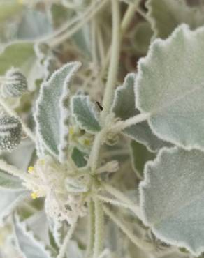 Fotografia 6 da espécie Chrozophora tinctoria no Jardim Botânico UTAD