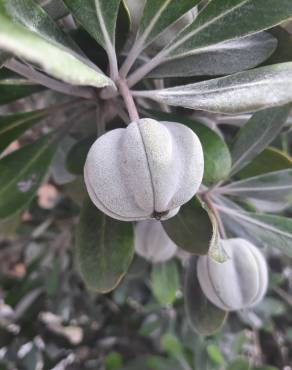 Fotografia 17 da espécie Pittosporum crassifolium no Jardim Botânico UTAD