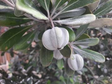 Fotografia da espécie Pittosporum crassifolium