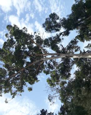 Fotografia 15 da espécie Eucalyptus camaldulensis no Jardim Botânico UTAD