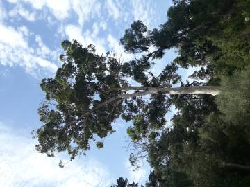 Fotografia da espécie Eucalyptus camaldulensis