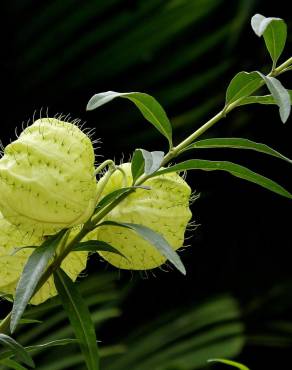 Fotografia 19 da espécie Gomphocarpus physocarpus no Jardim Botânico UTAD