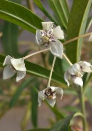 Fotografia da espécie Gomphocarpus physocarpus