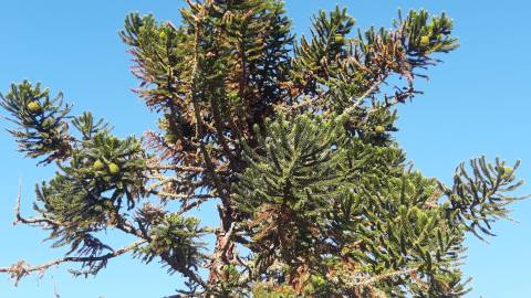 Fotografia da espécie Araucaria angustifolia