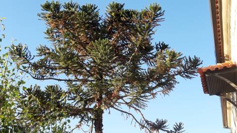 Fotografia da espécie Araucaria angustifolia