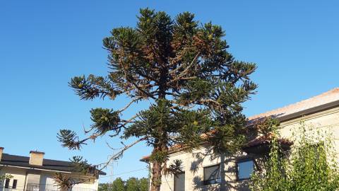 Fotografia da espécie Araucaria angustifolia