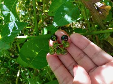 Fotografia da espécie Solanum nigrum