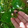 Fotografia 19 da espécie Solanum nigrum do Jardim Botânico UTAD