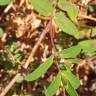 Fotografia 10 da espécie Chamaesyce nutans do Jardim Botânico UTAD