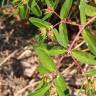 Fotografia 11 da espécie Chamaesyce nutans do Jardim Botânico UTAD