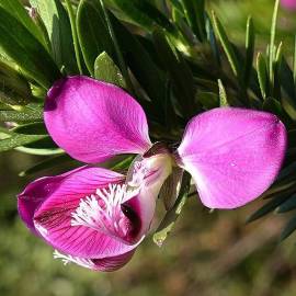 Fotografia da espécie Polygala myrtifolia