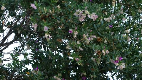 Fotografia da espécie Polygala myrtifolia