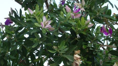 Fotografia da espécie Polygala myrtifolia