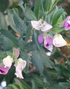 Fotografia 5 da espécie Polygala myrtifolia no Jardim Botânico UTAD