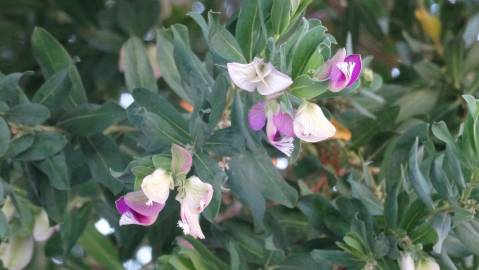 Fotografia da espécie Polygala myrtifolia