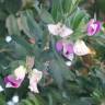 Fotografia 5 da espécie Polygala myrtifolia do Jardim Botânico UTAD