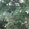 Fotografia 6 da espécie Polygala myrtifolia do Jardim Botânico UTAD