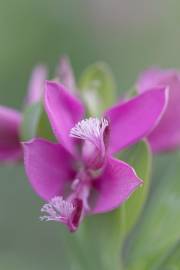 Fotografia da espécie Polygala myrtifolia