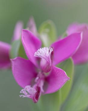 Fotografia 7 da espécie Polygala myrtifolia no Jardim Botânico UTAD