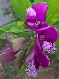 Fotografia da espécie Polygala myrtifolia