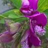 Fotografia 8 da espécie Polygala myrtifolia do Jardim Botânico UTAD