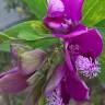 Fotografia 8 da espécie Polygala myrtifolia do Jardim Botânico UTAD