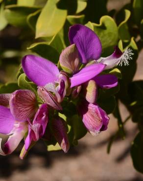 Fotografia 9 da espécie Polygala myrtifolia no Jardim Botânico UTAD