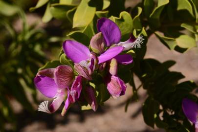 Fotografia da espécie Polygala myrtifolia