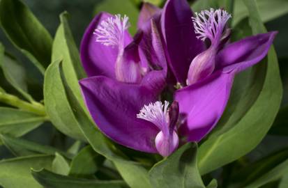 Fotografia da espécie Polygala myrtifolia