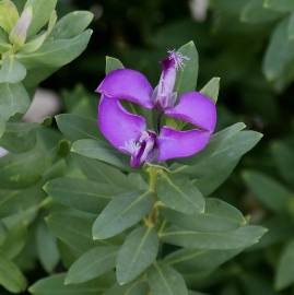 Fotografia da espécie Polygala myrtifolia