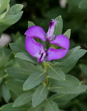 Fotografia 11 da espécie Polygala myrtifolia no Jardim Botânico UTAD