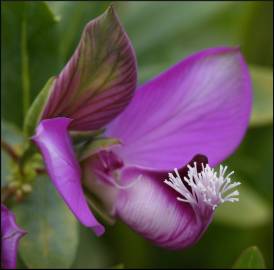 Fotografia da espécie Polygala myrtifolia