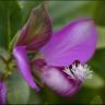 Fotografia 12 da espécie Polygala myrtifolia do Jardim Botânico UTAD