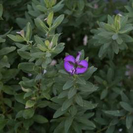 Fotografia da espécie Polygala myrtifolia