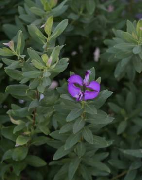 Fotografia 13 da espécie Polygala myrtifolia no Jardim Botânico UTAD